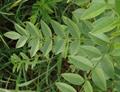 شیرین بیان ایرانی - معرفی و خواص گیاهان دارویی